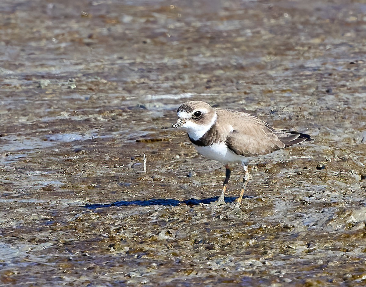 Semipalmated Plover - ML531951681