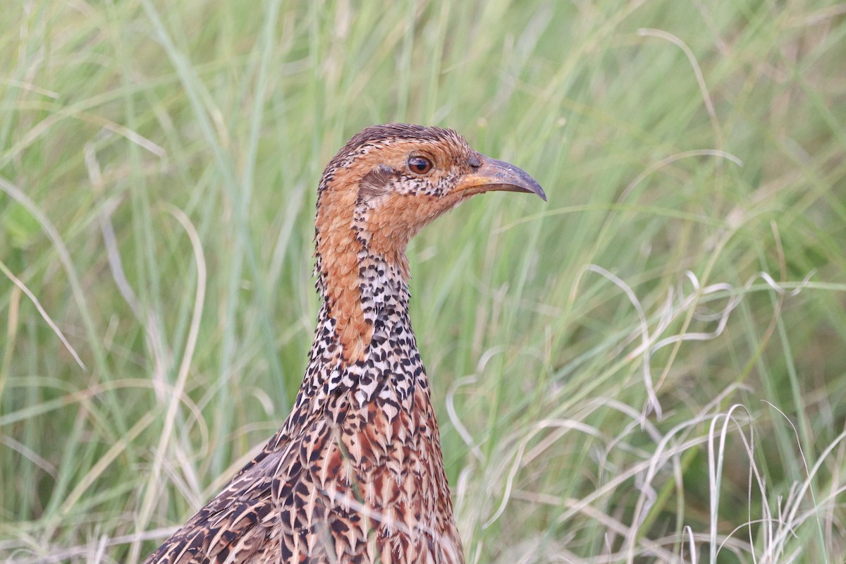 Red-winged Francolin - ML531953331