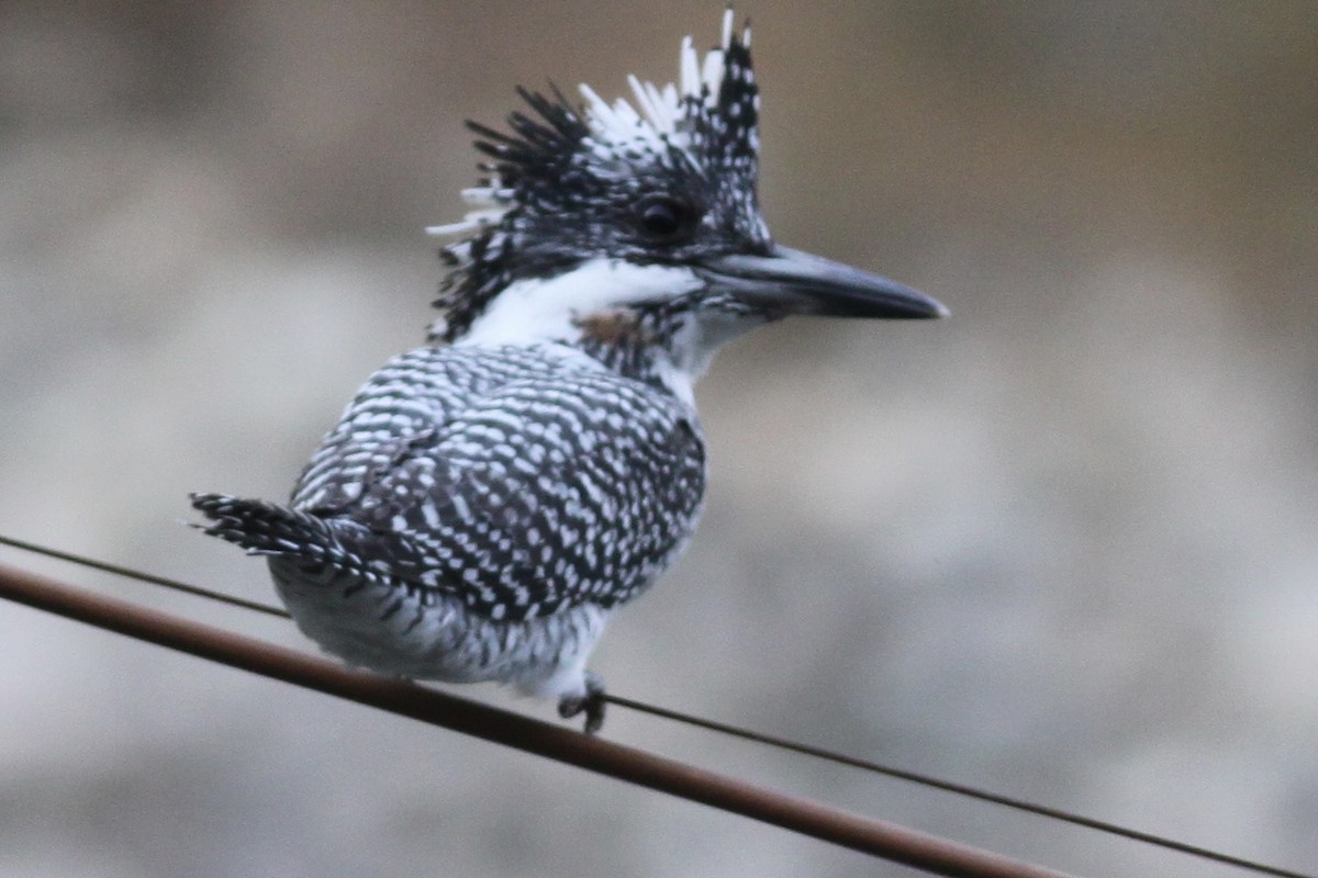 Crested Kingfisher - ML531953751