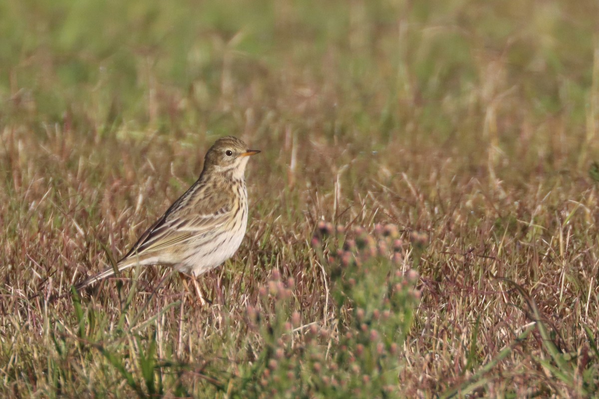 Meadow Pipit - ML531956931