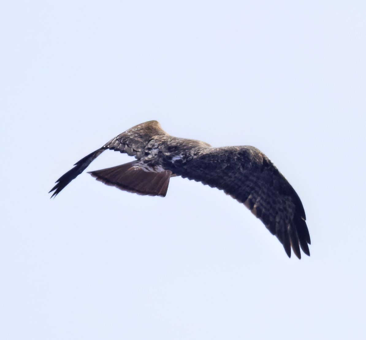 Red-tailed Hawk (abieticola) - ML531959681