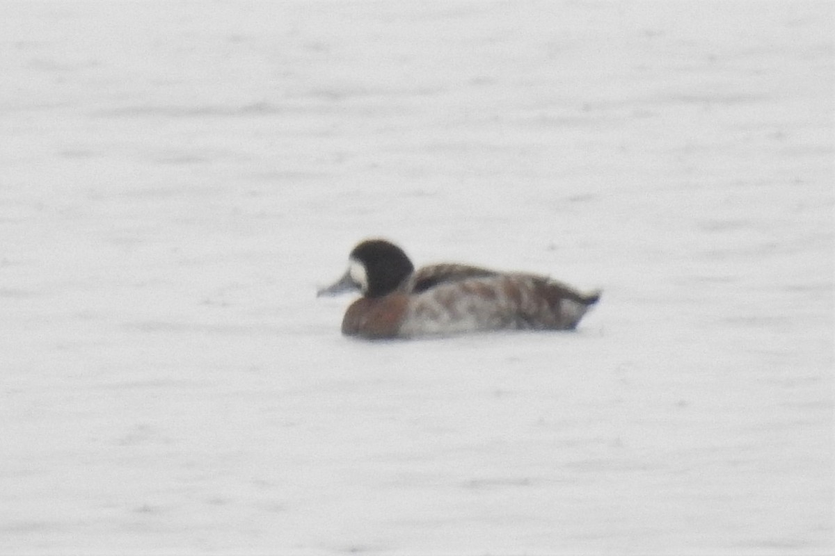 Greater Scaup - ML531961091