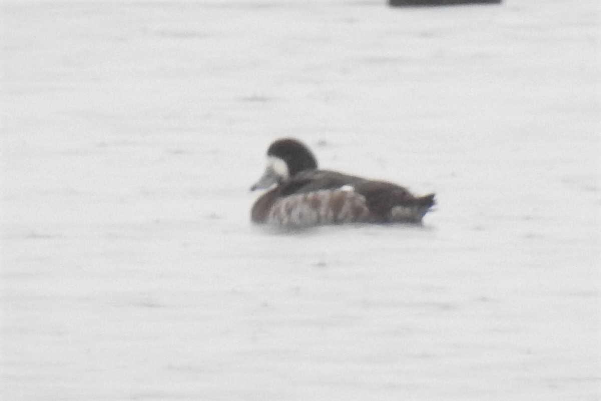 Greater Scaup - ML531961101