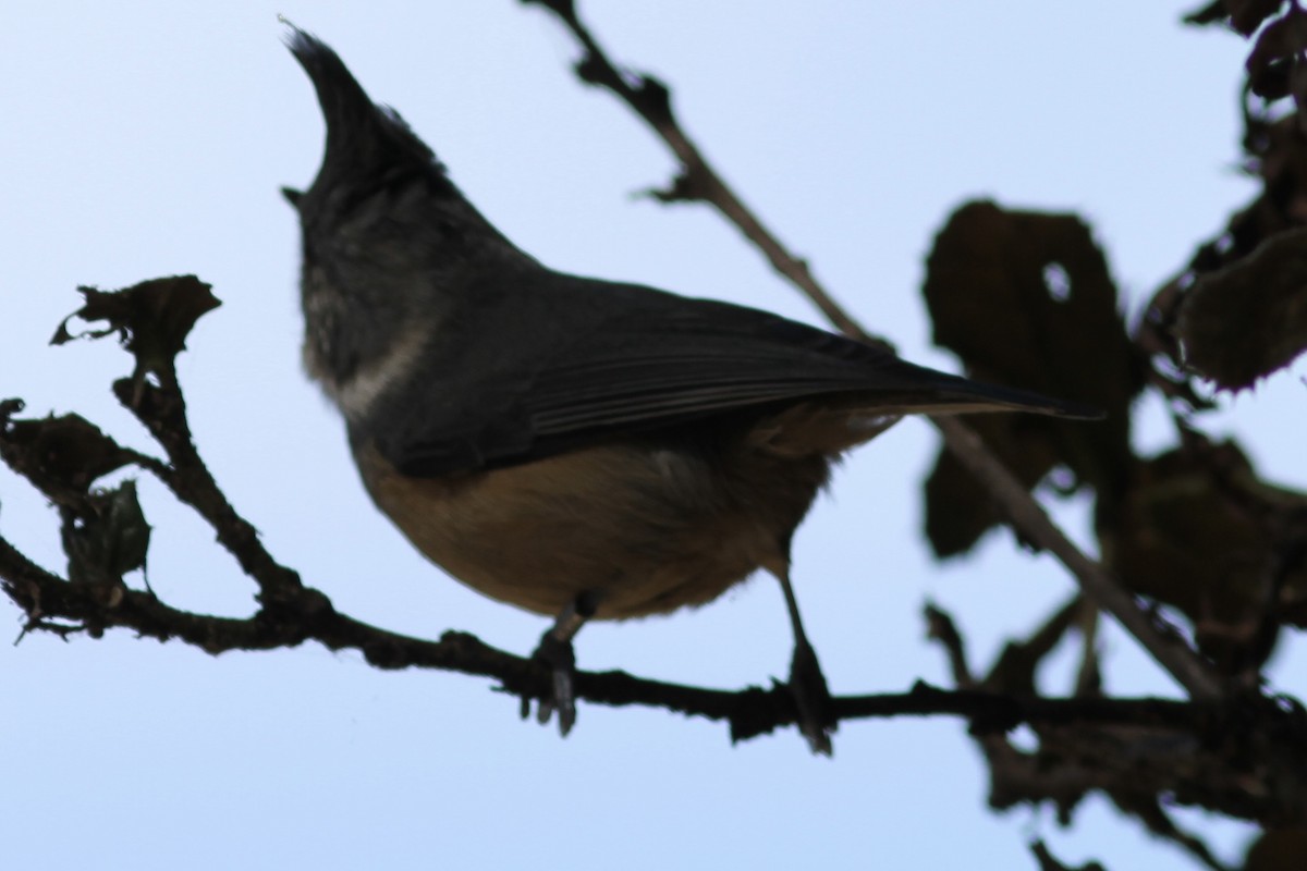Gray-crested Tit - ML531970751