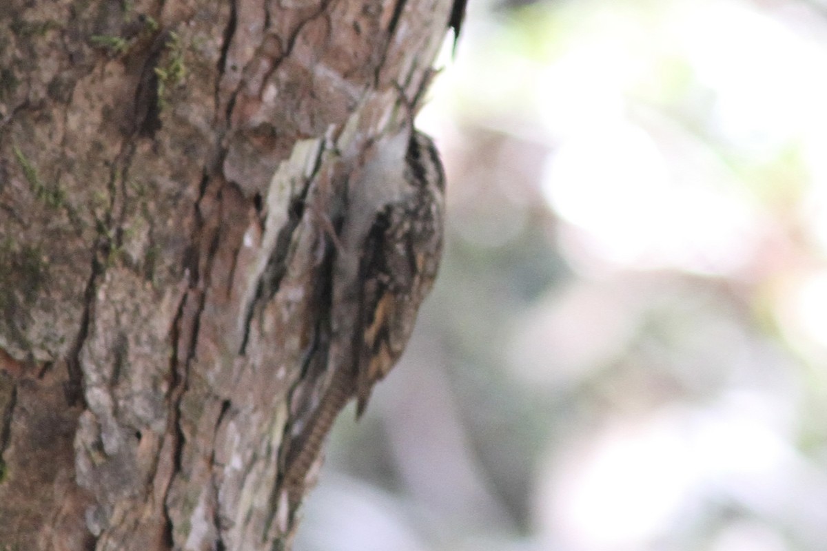 Bar-tailed Treecreeper - Vikas Madhav Nagarajan