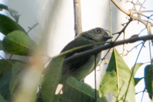 Pearly-vented Tody-Tyrant - ML531972301