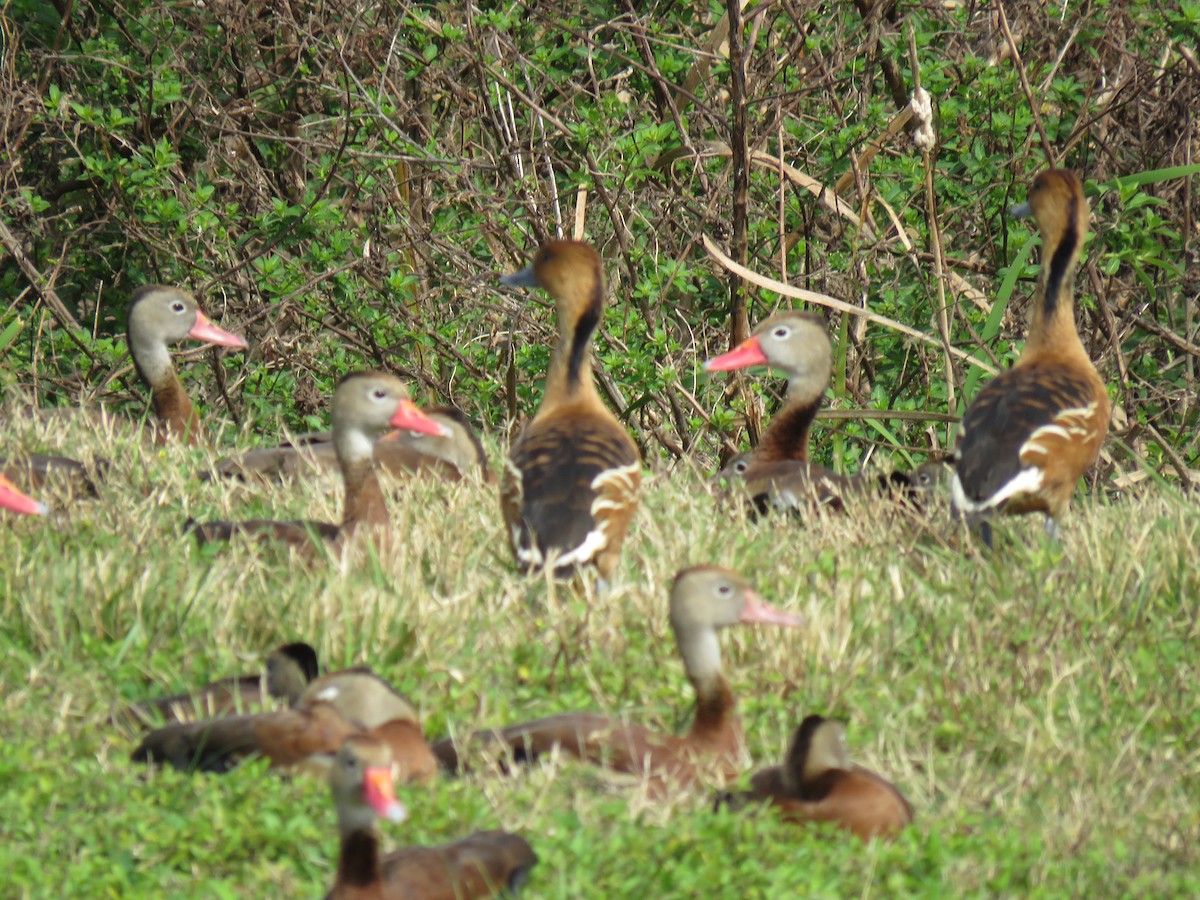 Fulvous Whistling-Duck - ML531972441