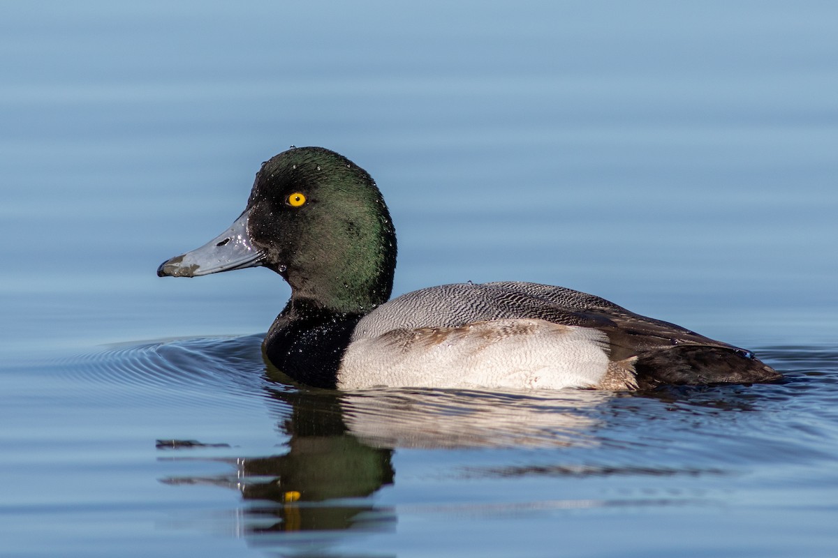 Greater Scaup - ML531972521