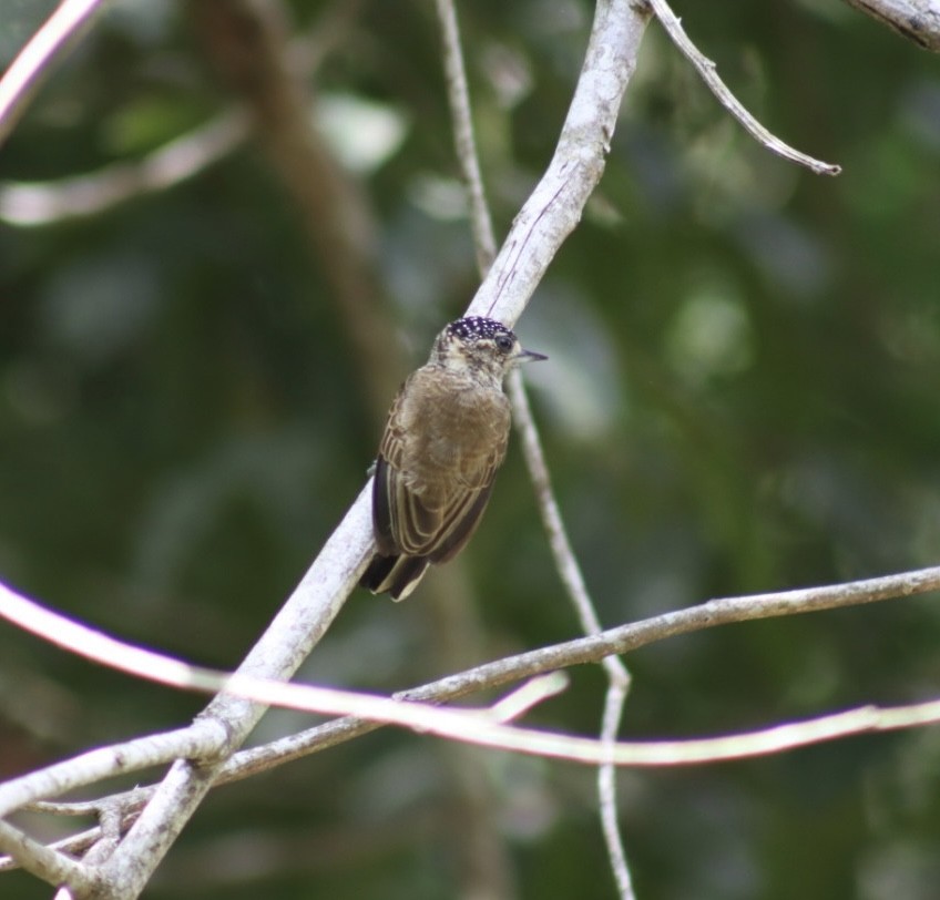 White-barred Piculet - ML531976331
