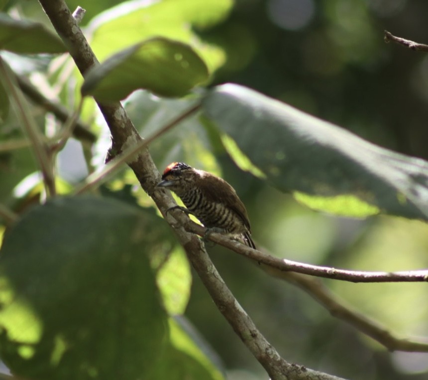 White-barred Piculet - ML531976341