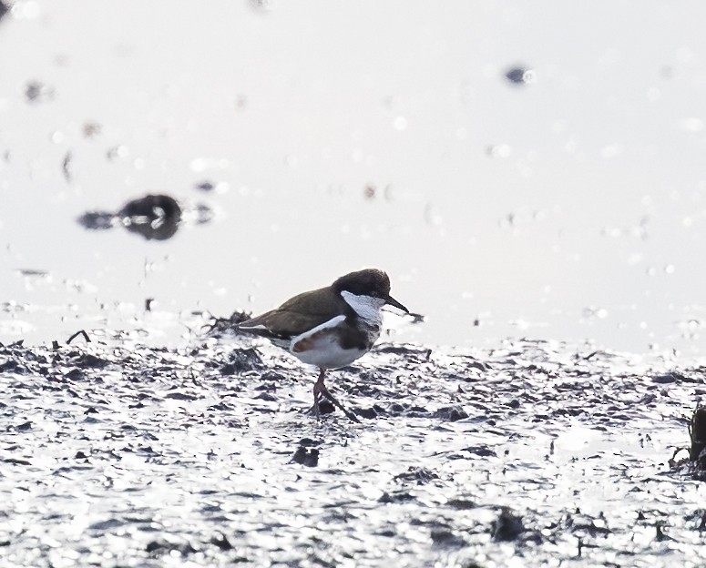 Red-kneed Dotterel - ML531979591
