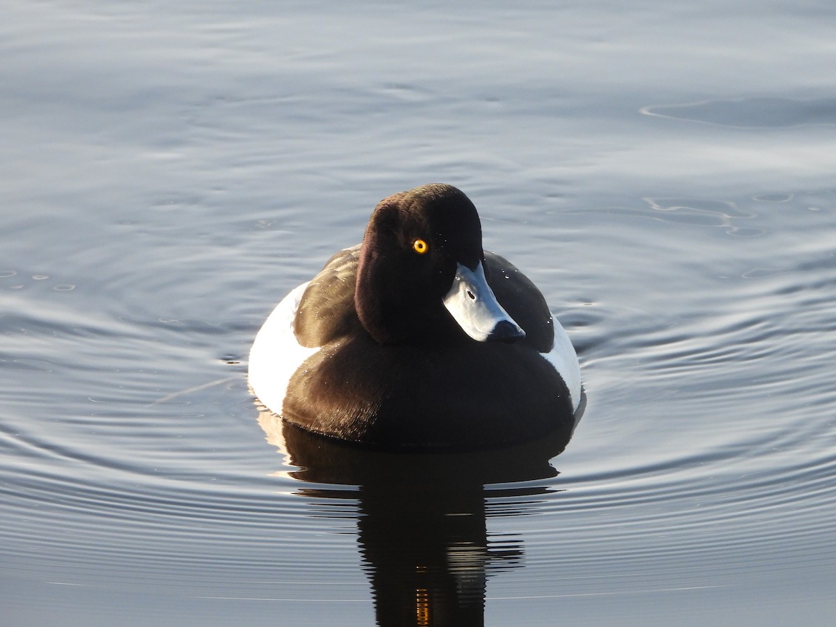 Tufted Duck - ML531983561
