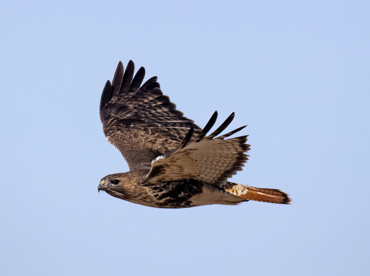 Red-tailed Hawk (abieticola) - ML531984521
