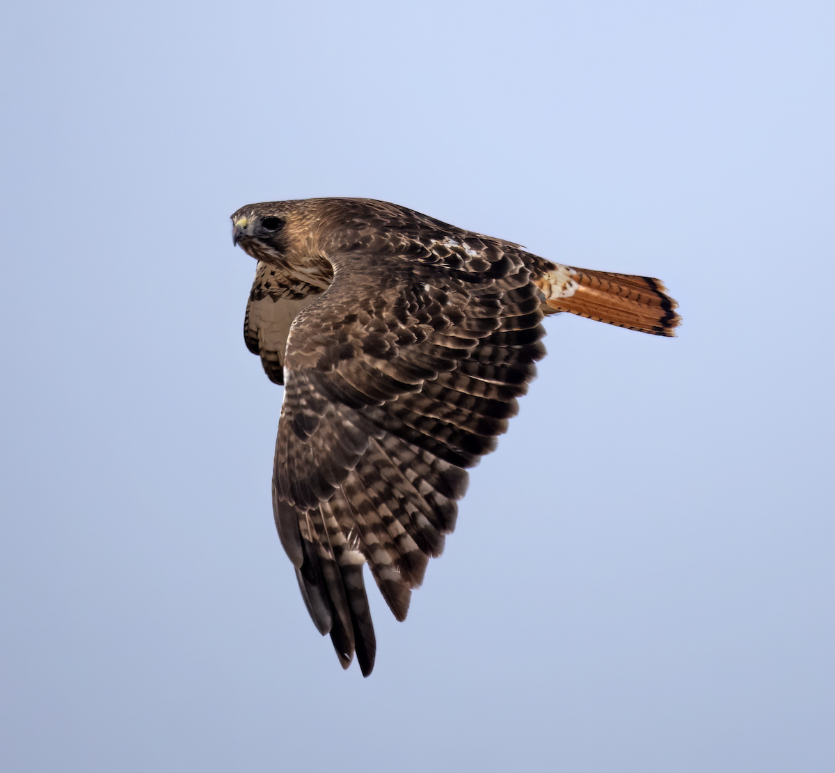 Red-tailed Hawk (abieticola) - ML531984531