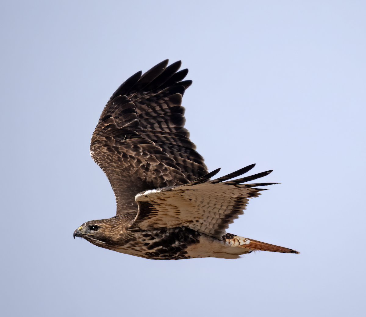 Red-tailed Hawk (abieticola) - ML531984541