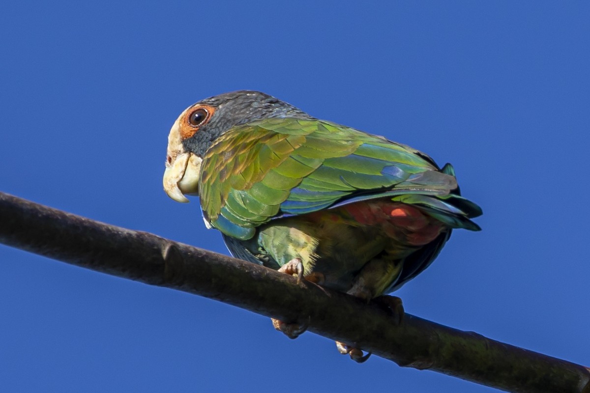 White-crowned Parrot - ML531990111