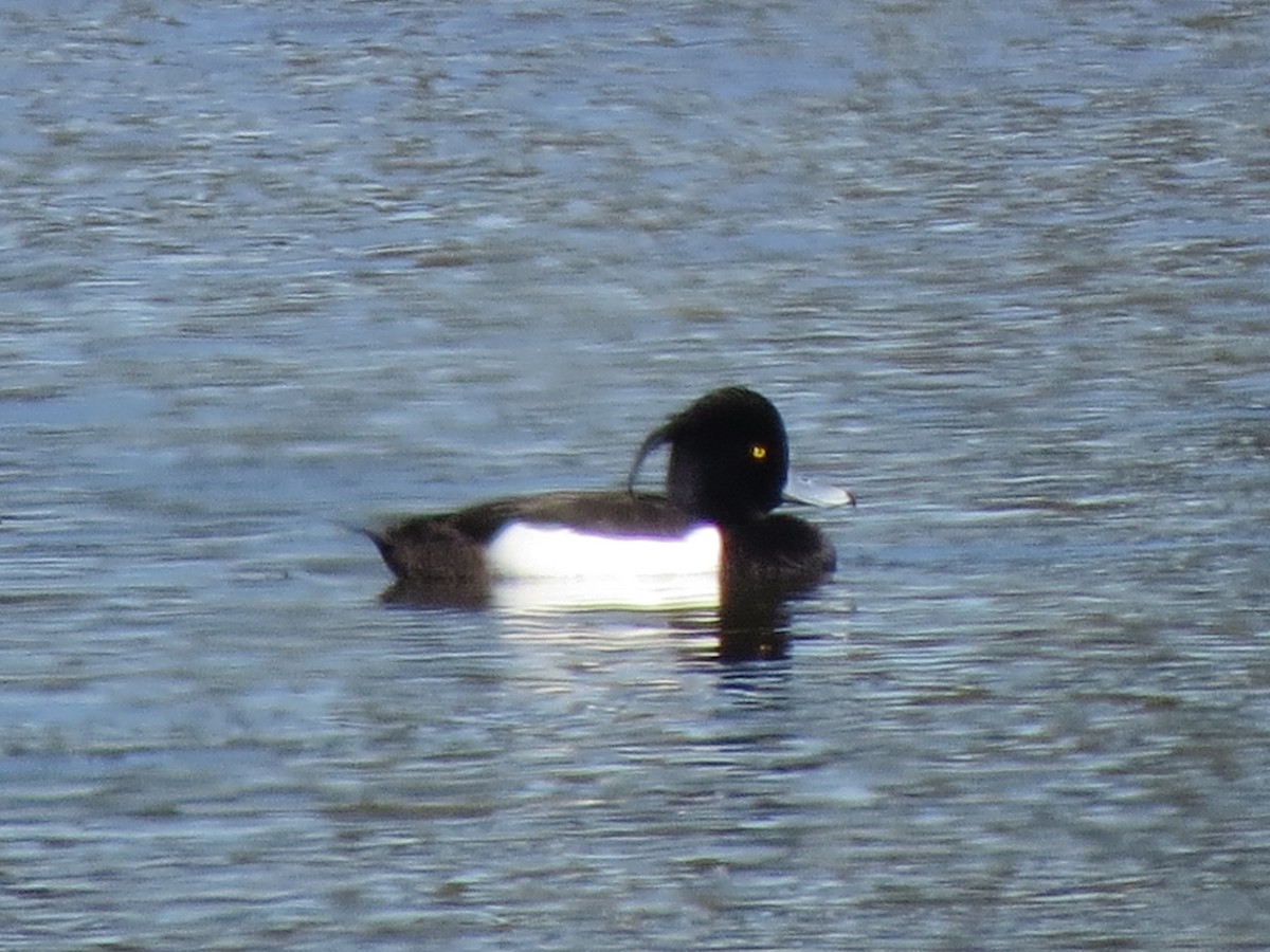 Tufted Duck - ML53199451