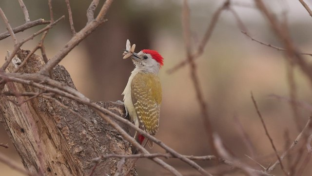 African Gray Woodpecker - ML531998561