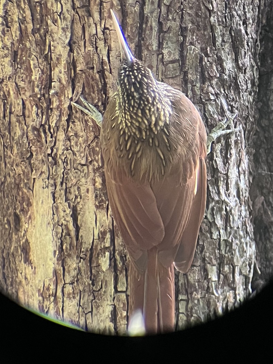 Ivory-billed Woodcreeper - Laurence Blight
