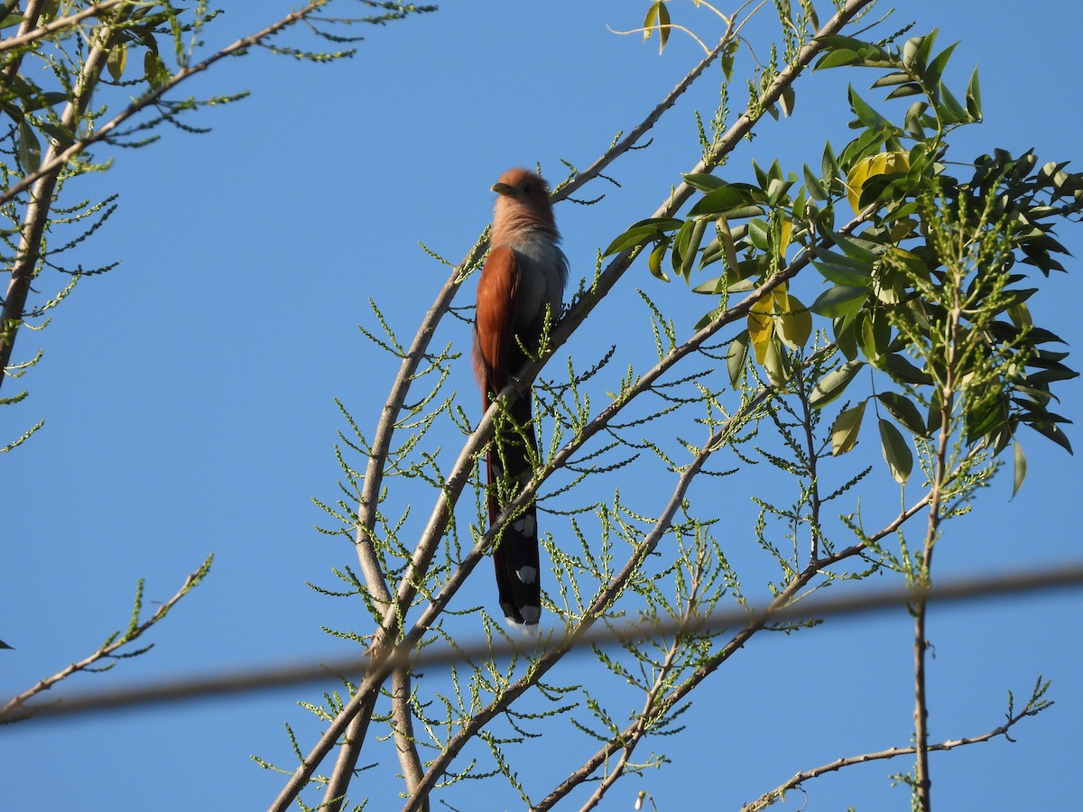 Squirrel Cuckoo - Laurence Blight