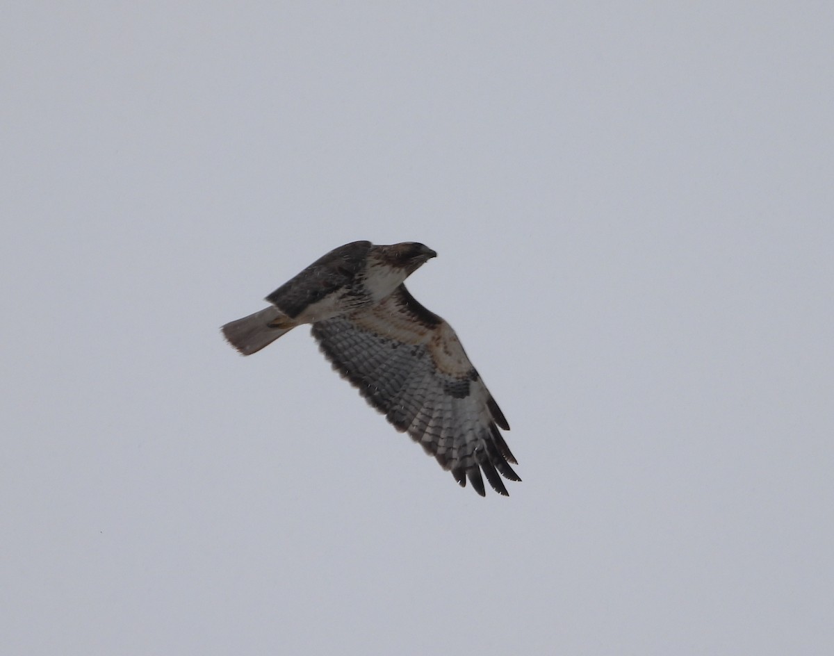 Red-tailed Hawk - ML532007811