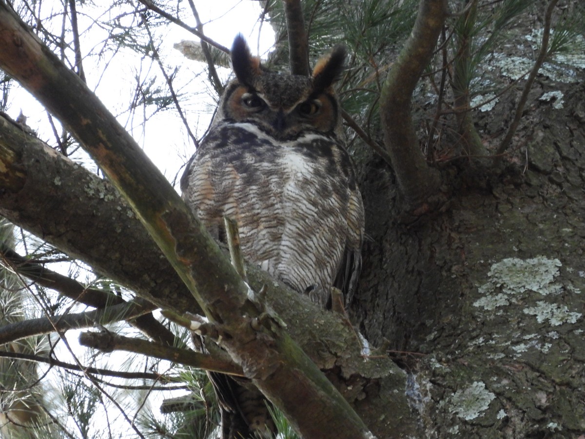 Great Horned Owl - ML532019581