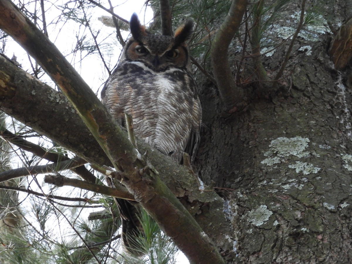 Great Horned Owl - ML532019591