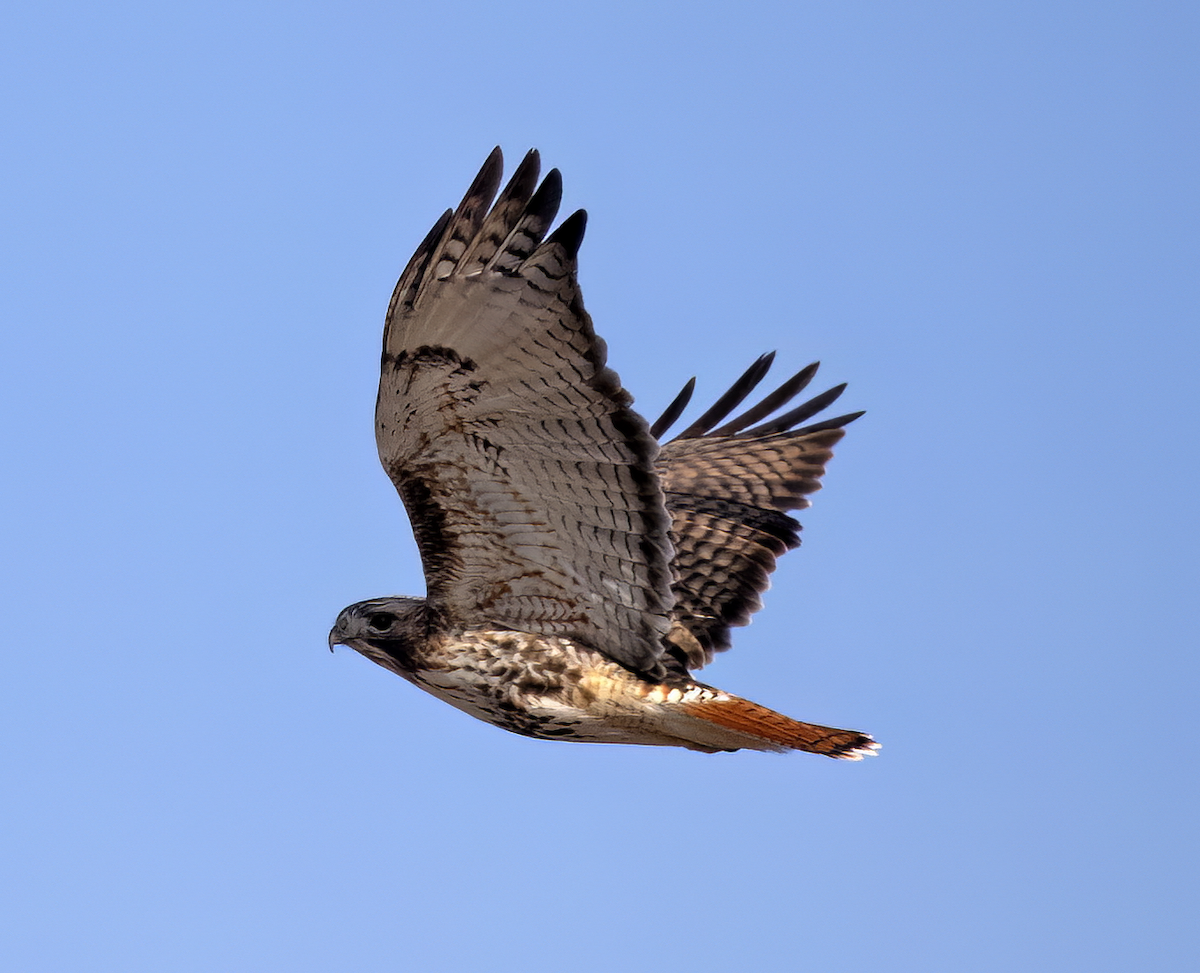 Red-tailed Hawk (abieticola) - ML532019691
