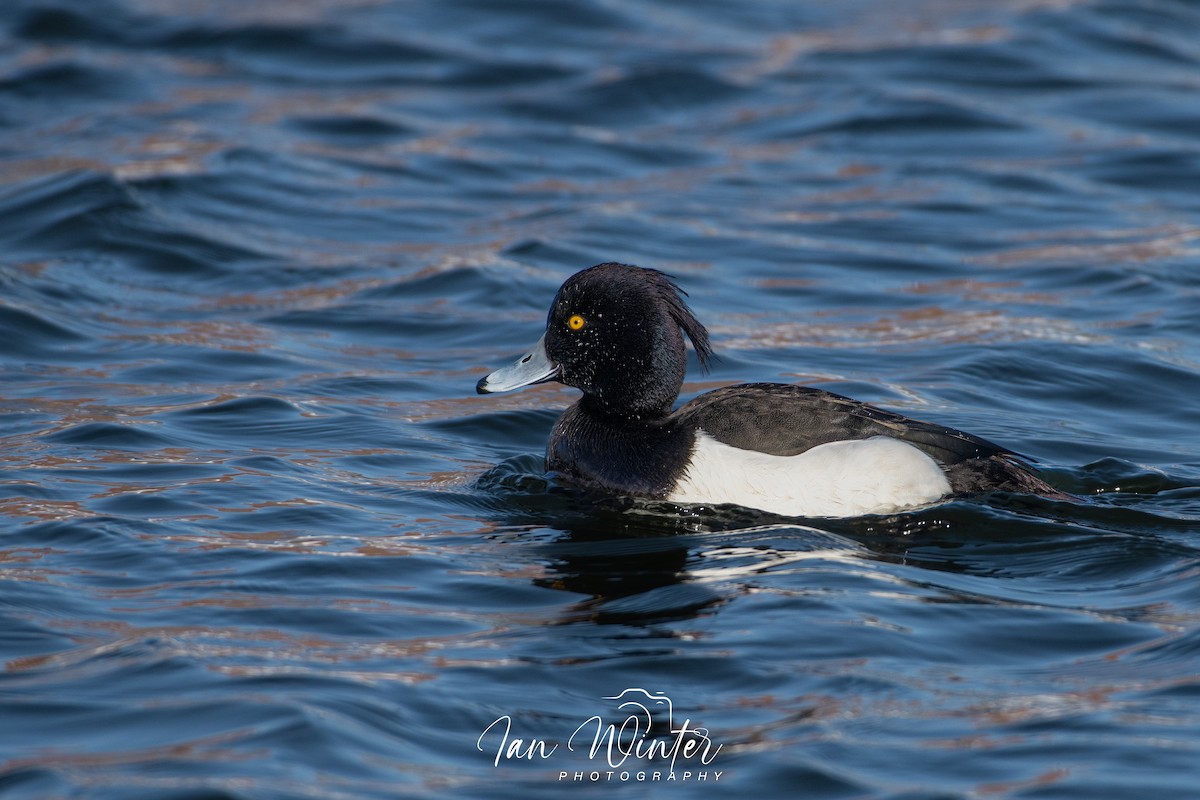 Tufted Duck - ML532022721