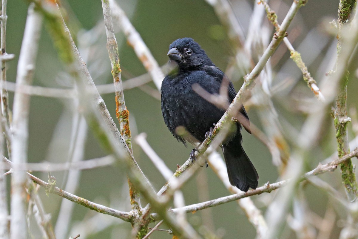 Variable Seedeater - ML532025991