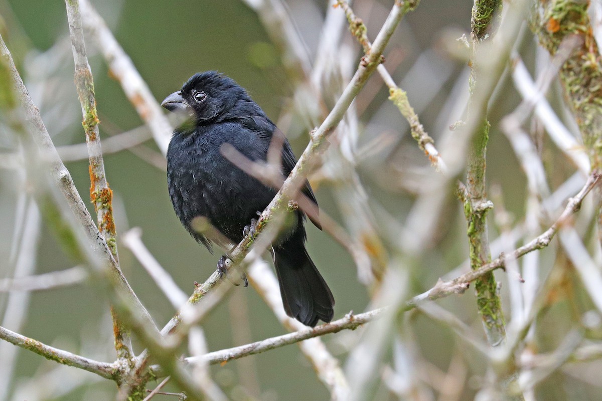 Variable Seedeater - ML532026081
