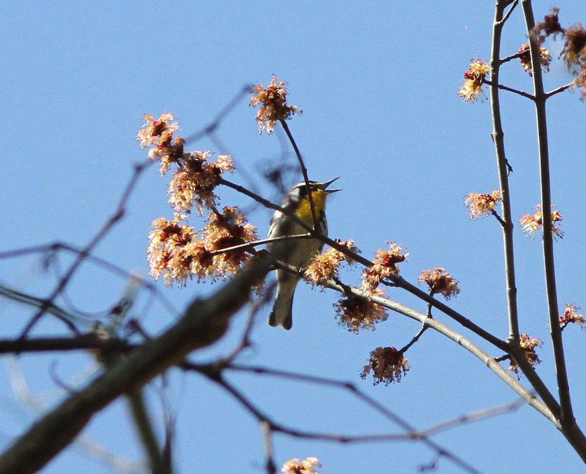 Yellow-throated Warbler - Steven Glynn