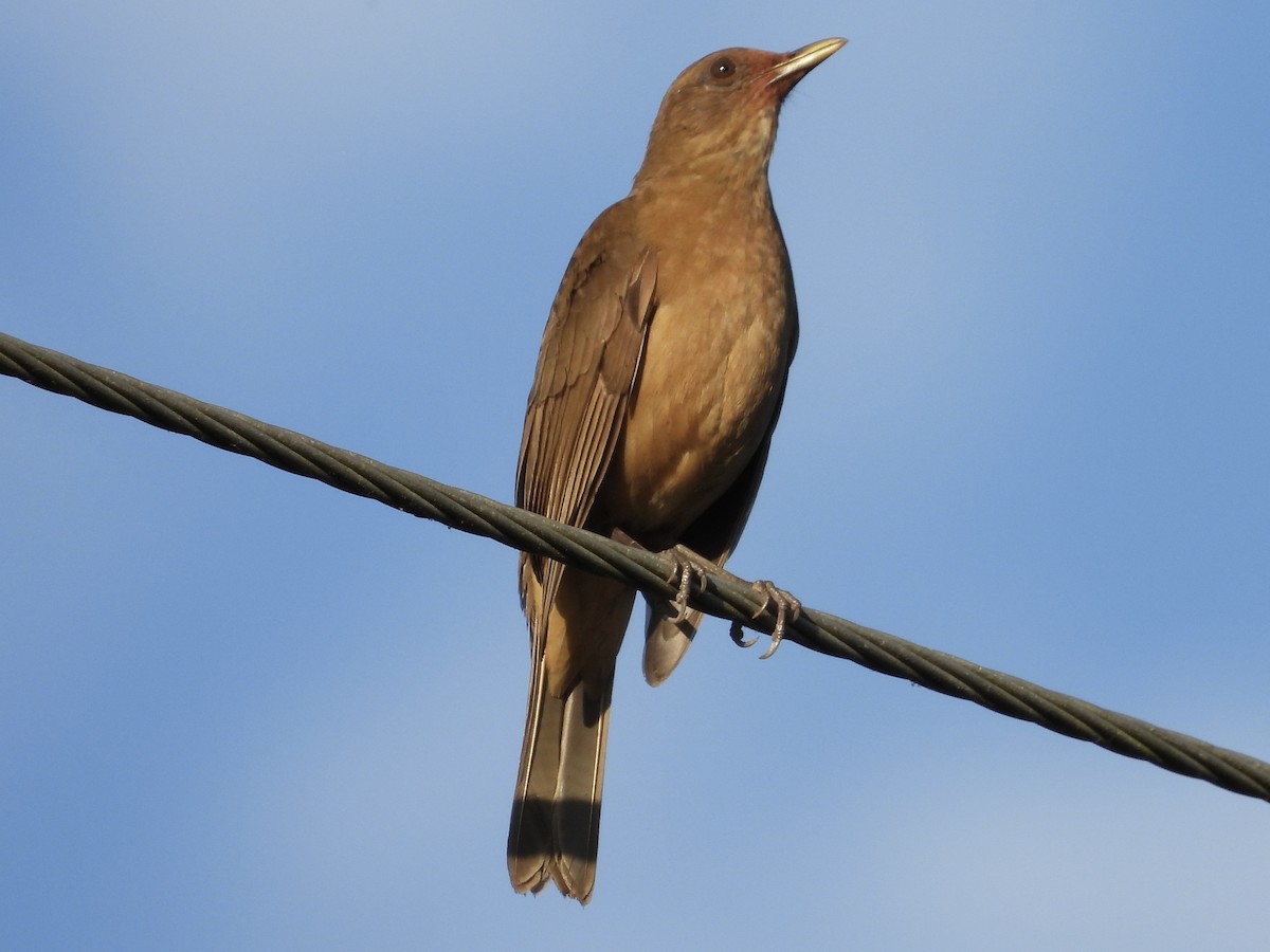 Clay-colored Thrush - Laurence Blight