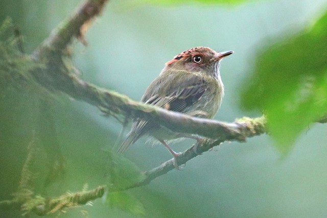 Scale-crested Pygmy-tyrant