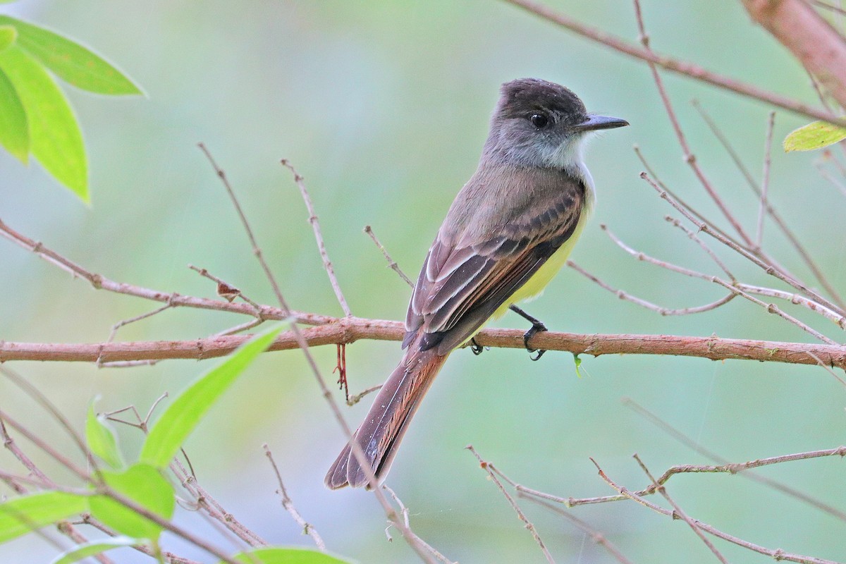 Dusky-capped Flycatcher - Nathan Wall