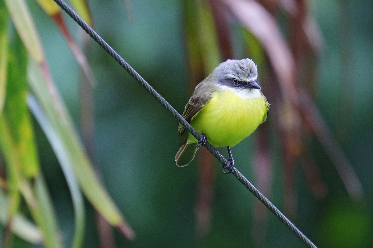 Gray-capped Flycatcher - Nathan Wall