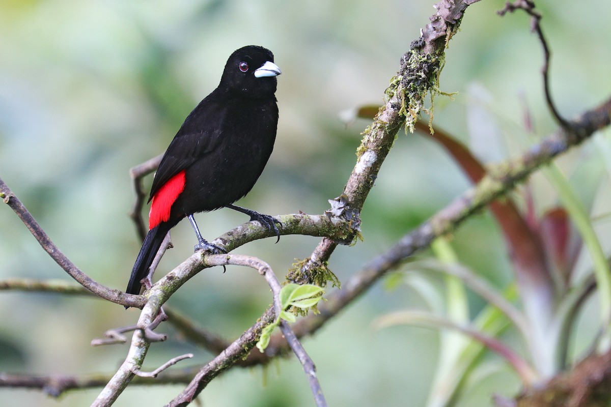 Scarlet-rumped Tanager - ML532032271