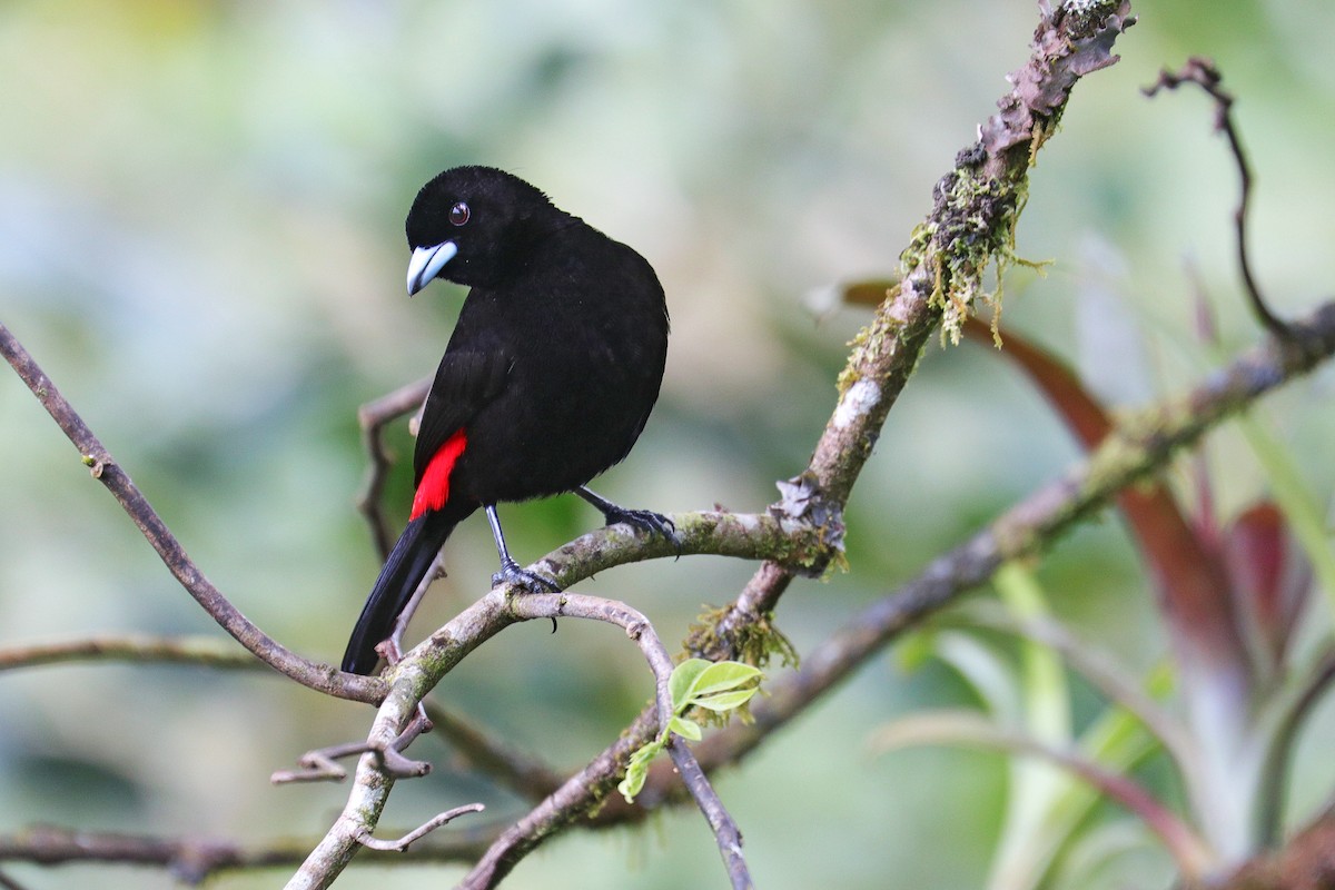 Scarlet-rumped Tanager - ML532032381