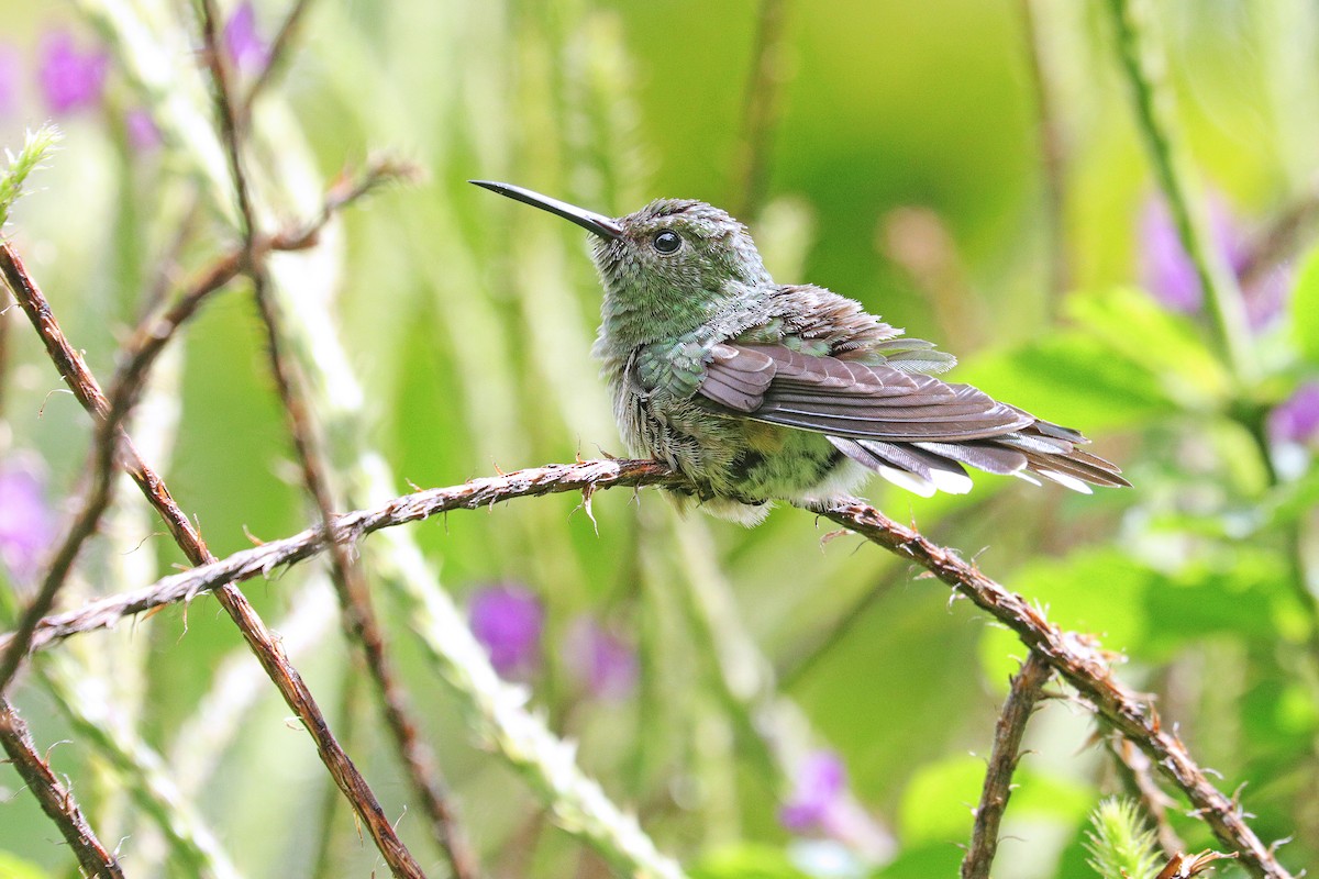 Scaly-breasted Hummingbird - ML532034481