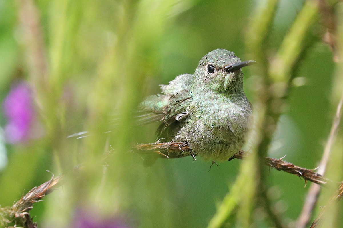 Scaly-breasted Hummingbird - ML532034631
