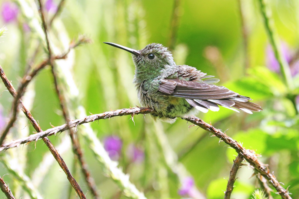 Scaly-breasted Hummingbird - Nathan Wall
