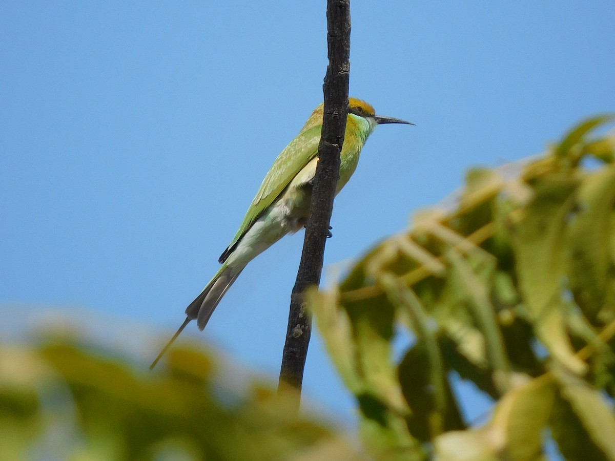 Asian Green Bee-eater - ML532035551