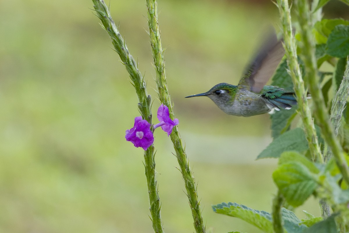 Violet-headed Hummingbird - ML532035941