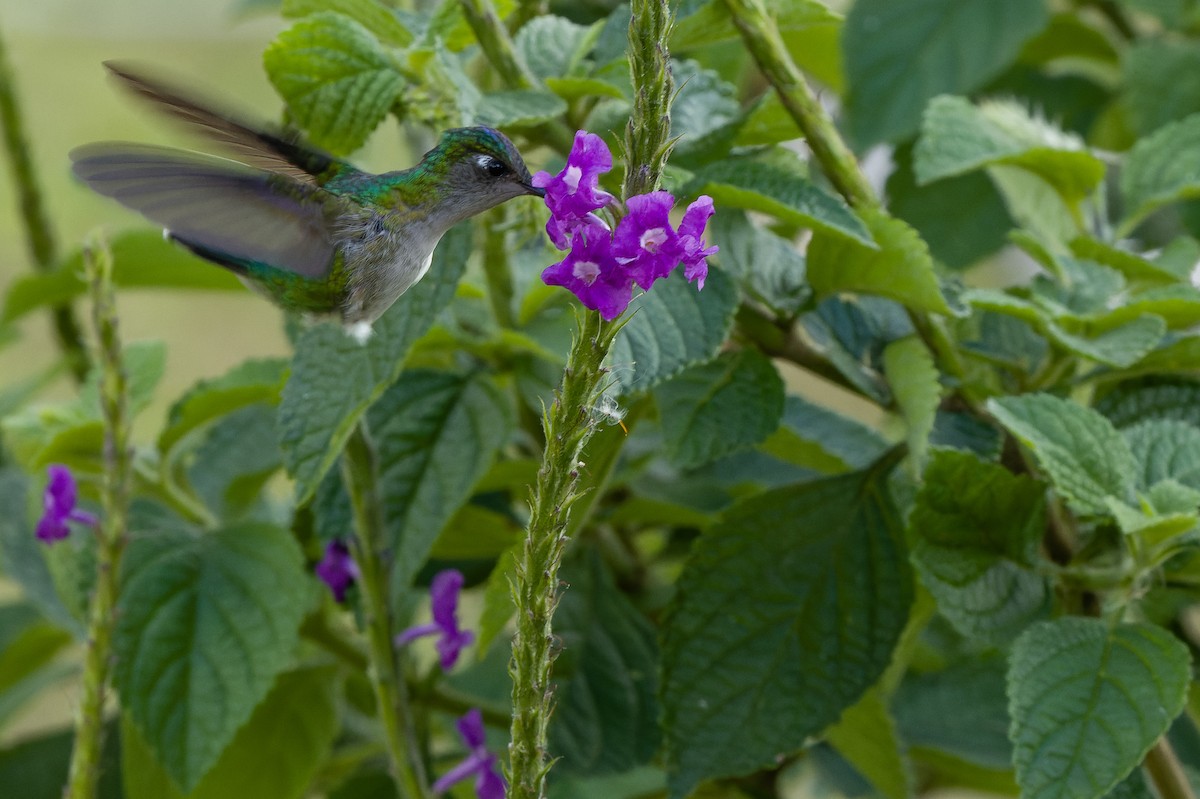 Violet-headed Hummingbird - ML532035961