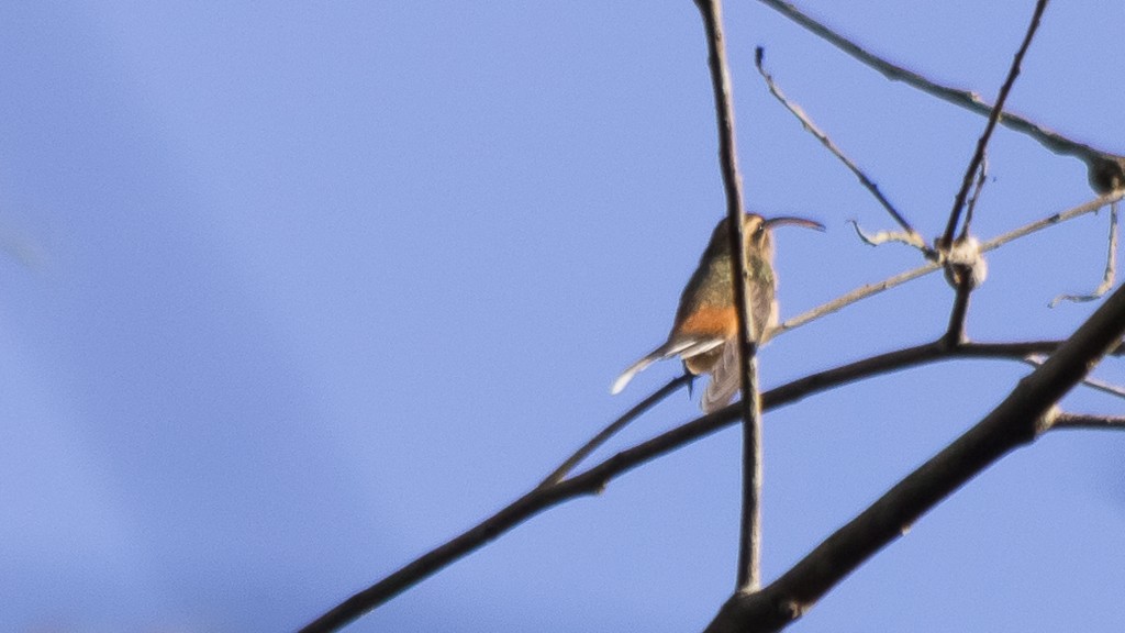 Scale-throated Hermit - ML532035971