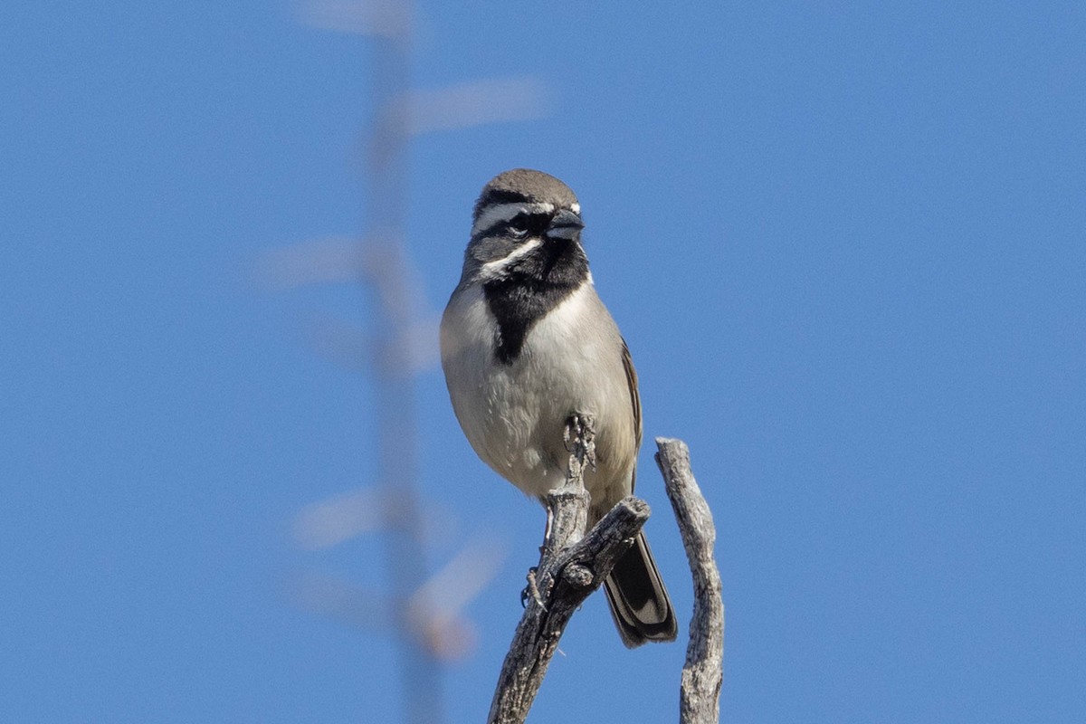 Black-throated Sparrow - ML532035991