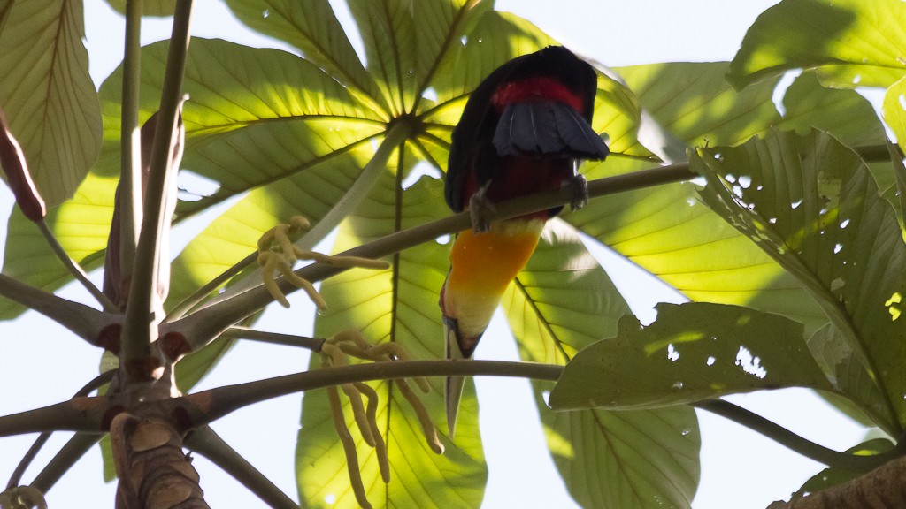 Red-breasted Toucan - ML532036081