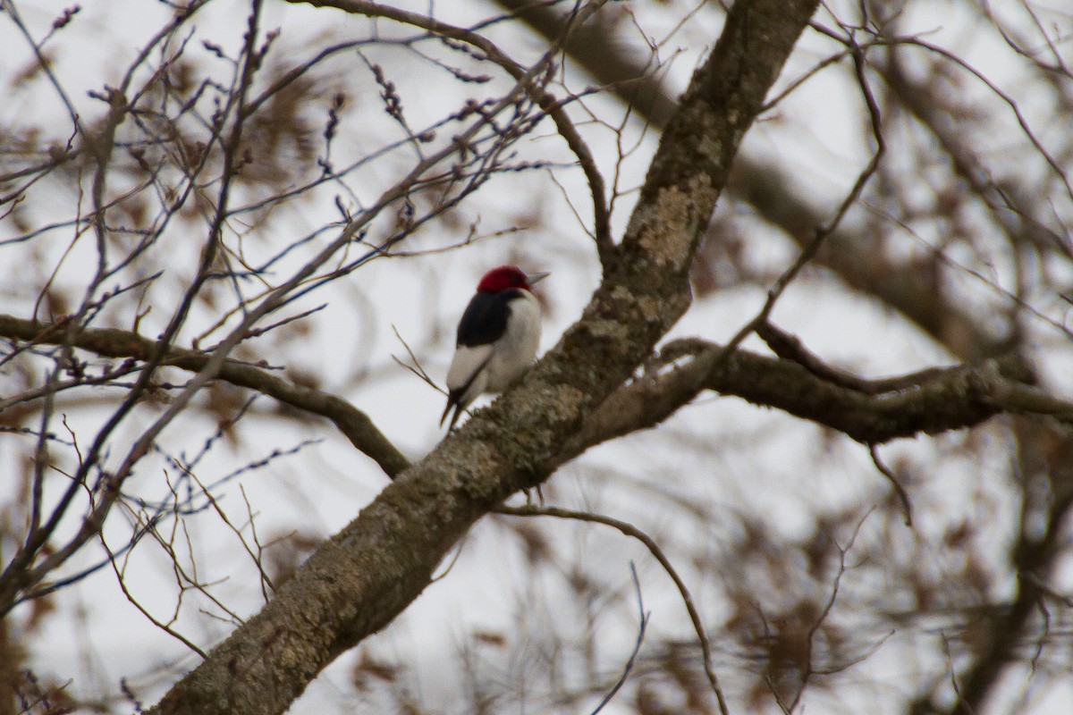 Red-headed Woodpecker - ML532036091
