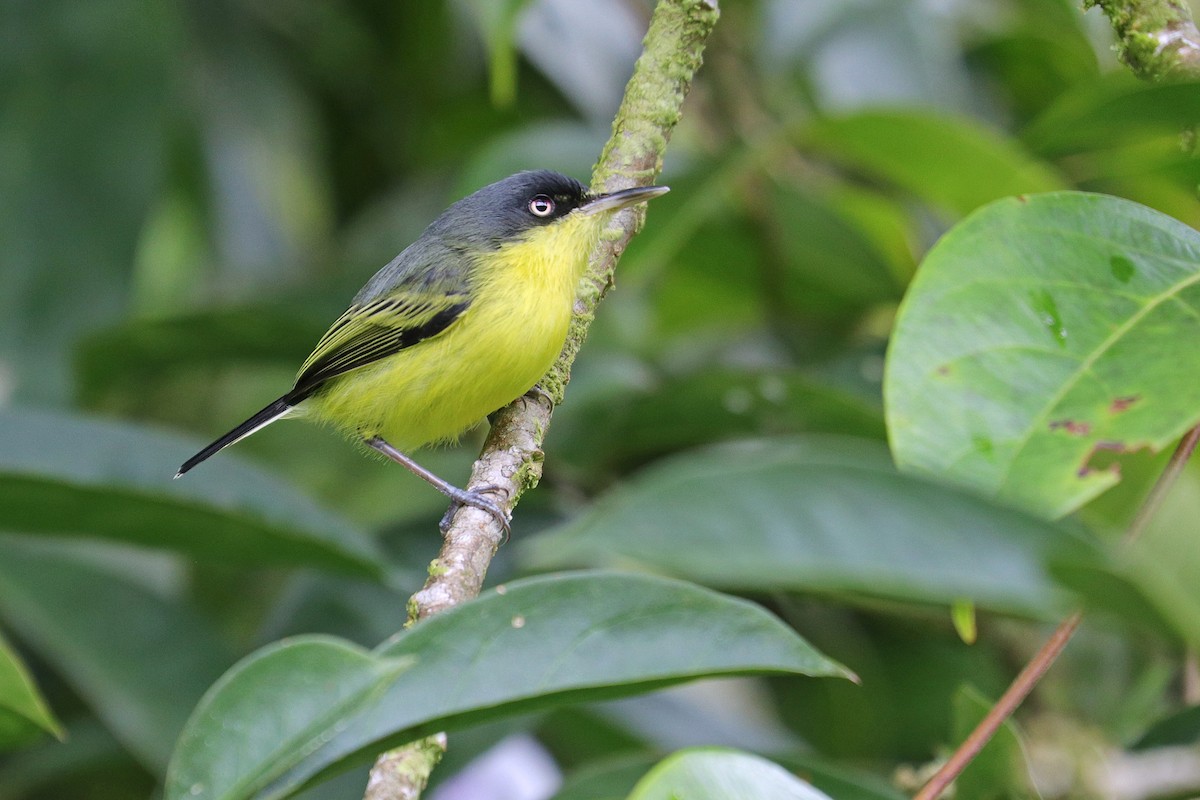 Common Tody-Flycatcher - Nathan Wall