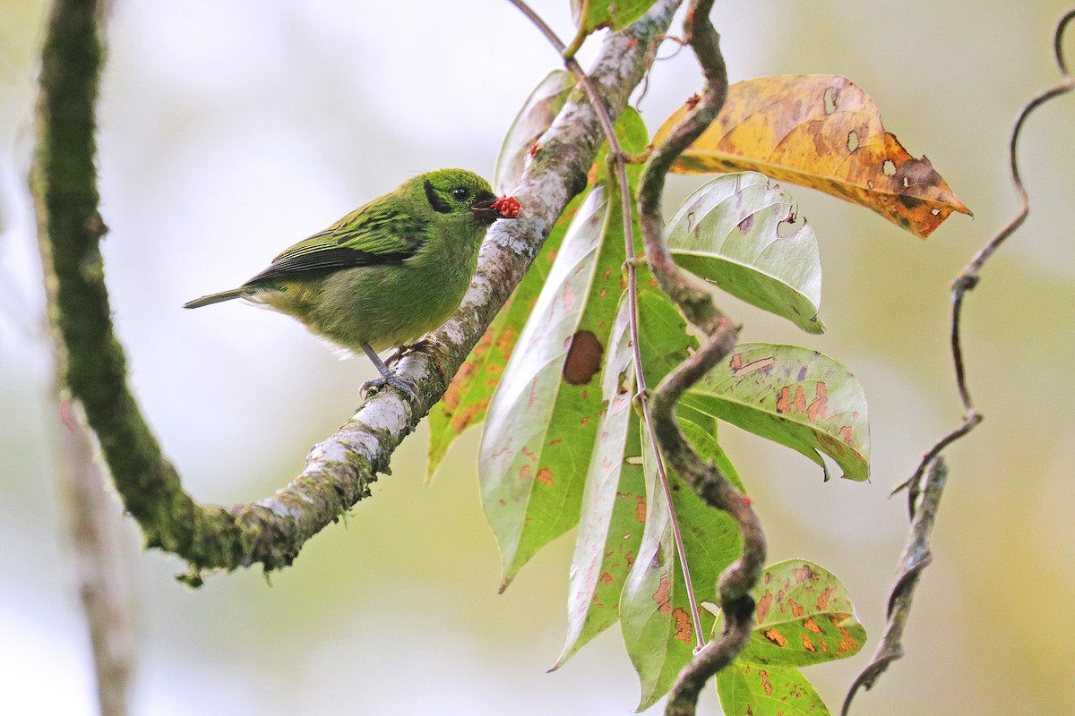 Emerald Tanager - ML532040081